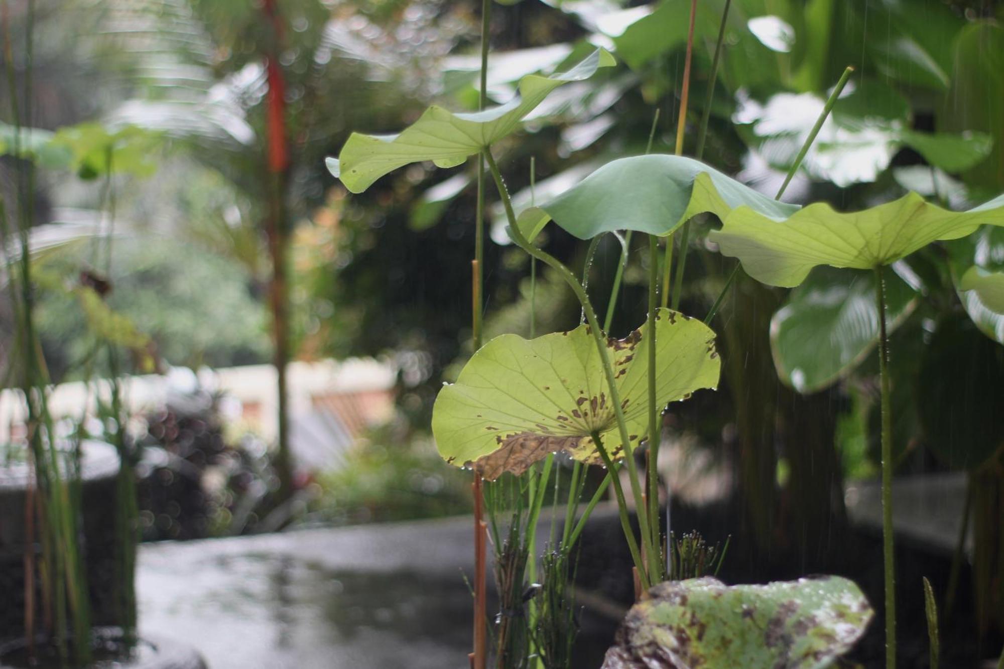 Hanaka Riverside Ubud Bagian luar foto